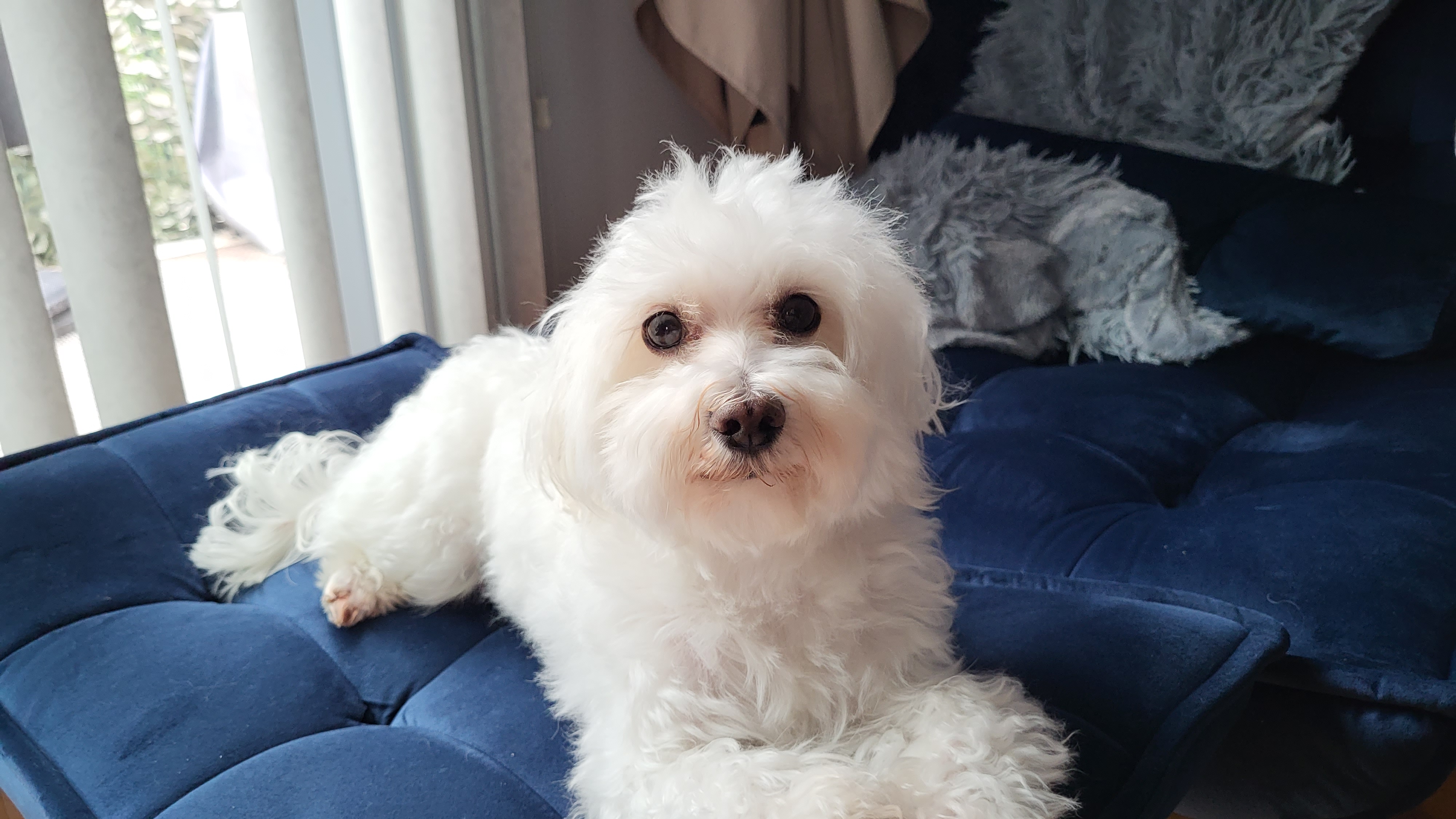 A Guide to Senior Dog Care. – Cindy Ella Speaks